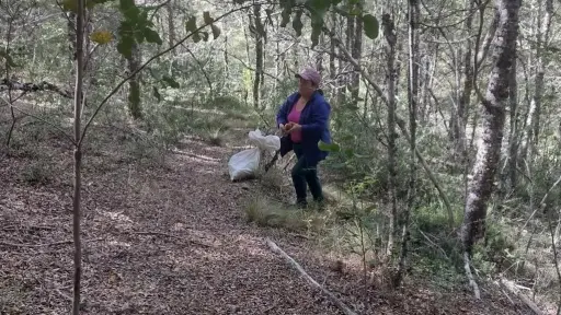 Recolectora de digüeñes de Nacimiento cuenta su historia: Es una tradición que heredé