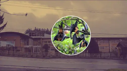 Plaga de murciélagos obligó suspensión de clases en Liceo de Las Canteras en Quilleco