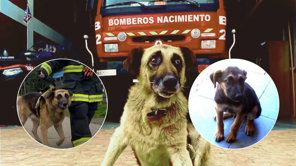 Bomberos de Nacimiento despidieron con honores a su histórica mascota del cuartel , Segunda Compañía de Bomberos de Nacimiento