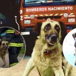 Bomberos de Nacimiento despidieron con honores a su histórica mascota del cuartel , Segunda Compañía de Bomberos de Nacimiento