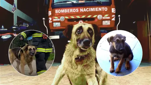 Bomberos de Nacimiento despidieron con honores a su histórica mascota del cuartel 
