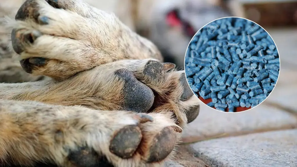 Piden investigar envenenamiento de perros en condominio Los Maitenes, Diario La Tribuna