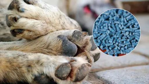 Piden investigar envenenamiento de perros en condominio Los Maitenes