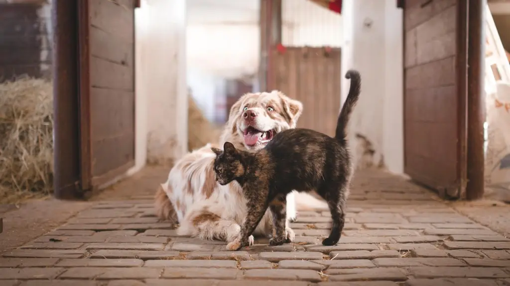 perro, gato, mascotas, mascota, animal, naturaleza, doméstico, estable, amigos, granja, animales, Pixabay