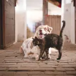 perro, gato, mascotas, mascota, animal, naturaleza, doméstico, estable, amigos, granja, animales, Pixabay