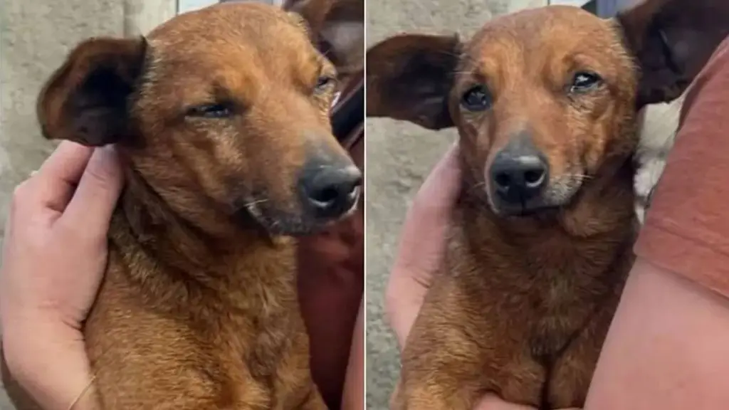 El perro que caminó 12 kilómetros para despedir a su cuidador fallecido, TV Globo