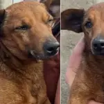 El perro que caminó 12 kilómetros para despedir a su cuidador fallecido, TV Globo