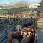 Refuerzan medidas preventivas para enfrentar el delito de abigeato durante las Fiestas Patrias, Cedida