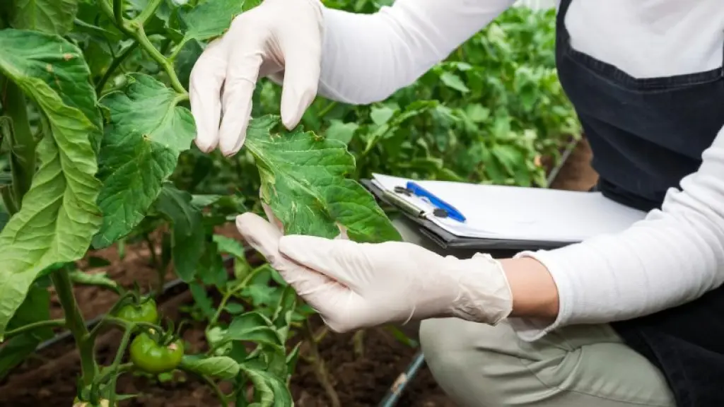 En la actualidad, se utilizan distintas tecnologías para que las plantas se adapten al cambio climático y permitan a la sociedad adaptarse a estas condiciones, con una agricultura más sostenible.