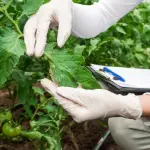 En la actualidad, se utilizan distintas tecnologías para que las plantas se adapten al cambio climático y permitan a la sociedad adaptarse a estas condiciones, con una agricultura más sostenible.