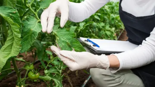 Biodesarrolladores piden fortalecer regulación para sumar nuevas variedades de plantas al mercado