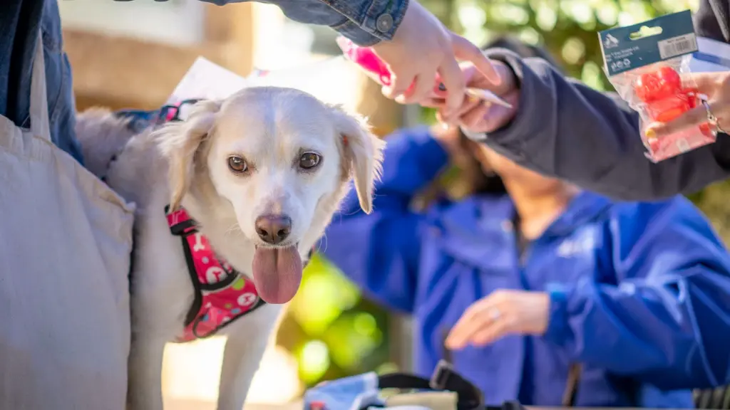 Vacunación preventiva contra la rabia., Seremi de Salud Biobío