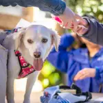 Vacunación preventiva contra la rabia., Seremi de Salud Biobío