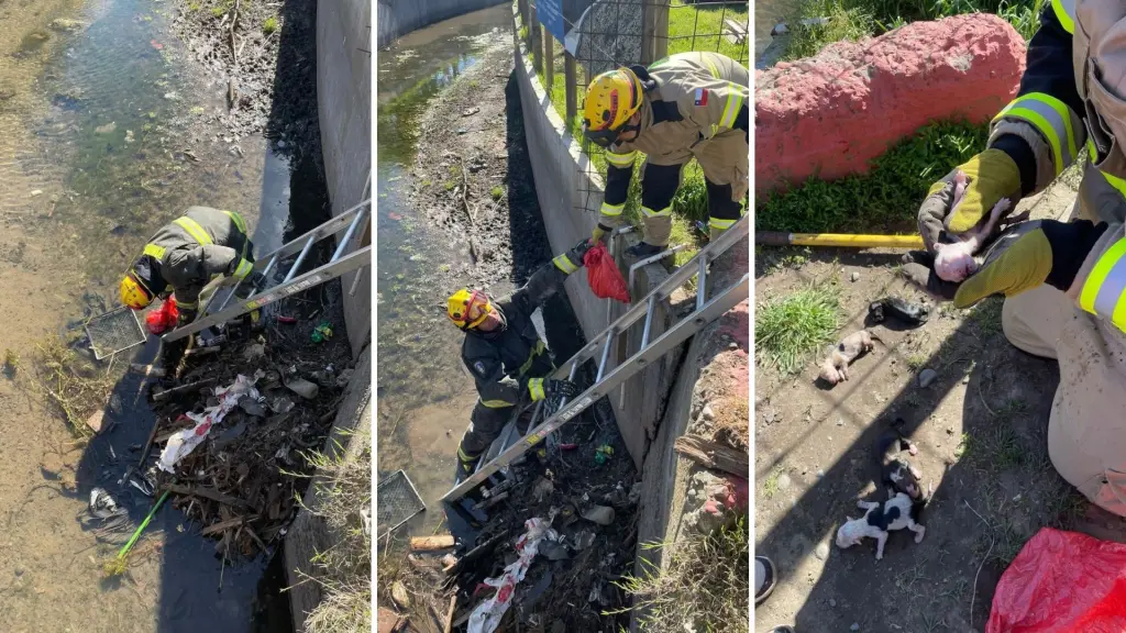Gracias a la rápida reacción de la institución, los animales fueron sacados del agua y estabilizados., Bomberos de Negrete