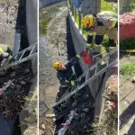 Gracias a la rápida reacción de la institución, los animales fueron sacados del agua y estabilizados., Bomberos de Negrete