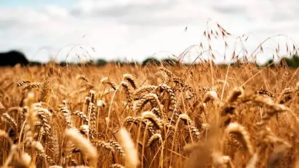 El mercado de la avena se encuentra deprimido. El INE estima la intención de siembra en 91.748 hectáreas, representativas del 5% de la superficie. / Diario La Tribuna