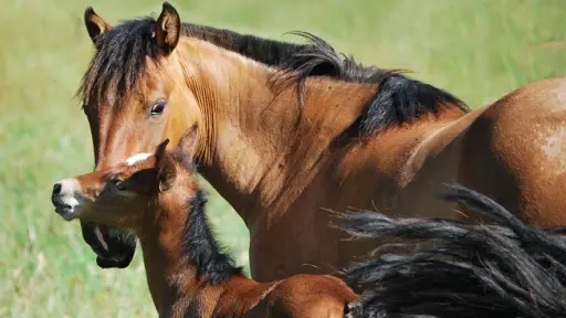 Quilleco celebra sus raíces con fiesta ecuestre: tradición, cultura y competencia 