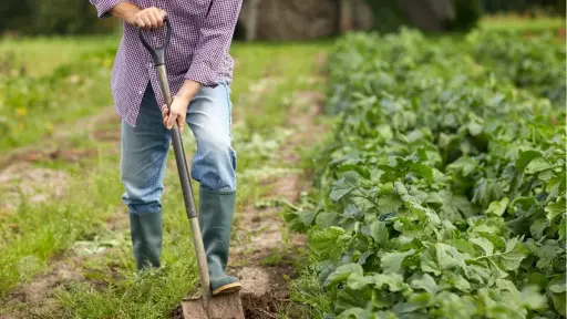 Formalización laboral de extranjeros: la estrategia de la SNA frente a la inmigración irregular