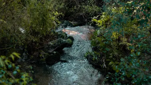 Cierran Parque Nacional Nonguén por monitoreo: buscan datos sobre güiña, pudú y monito del monte