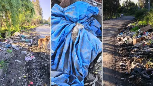 Hasta animales muertos: vecinos de Los Ángeles denuncian abandono de importante ruta rural