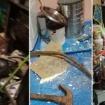 Centro de rehabilitación para personas ciegas de Los Ángeles sufre su quinto robo: “Es frustrante y triste”, Diario La Tribuna