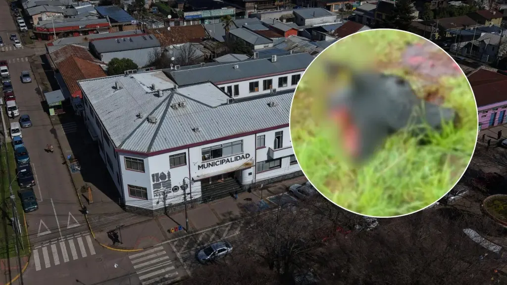 Mulchén refuerza medidas de seguridad rural ante aumento de robo y matanza de animales , Diario La Tribuna