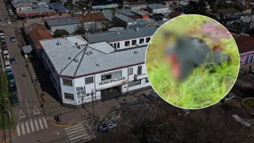 Mulchén refuerza medidas de seguridad rural ante aumento de robo y matanza de animales 