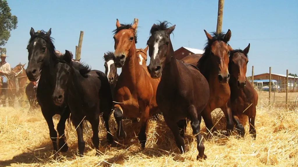 El Registro Genealógico del Caballo Chileno se creó en 1893 con la inscripción del primer ejemplar, el potro Bronce de Diego Vial Guzmán, iniciativa impulsada junto a la SNA, caballoyrodeo.cl
