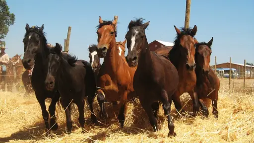 La Federación de Criadores de Caballos Raza Chilena celebra su legado y proyección