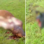 Ganaderos denuncian aumento de abigeato en Mulchén: “Hay sectores donde ya no queda ganado”, Diario La Tribuna