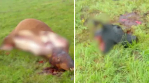 Ganadero de Mulchén revela preocupante alza de abigeato: Hay sectores donde ya no queda ganado