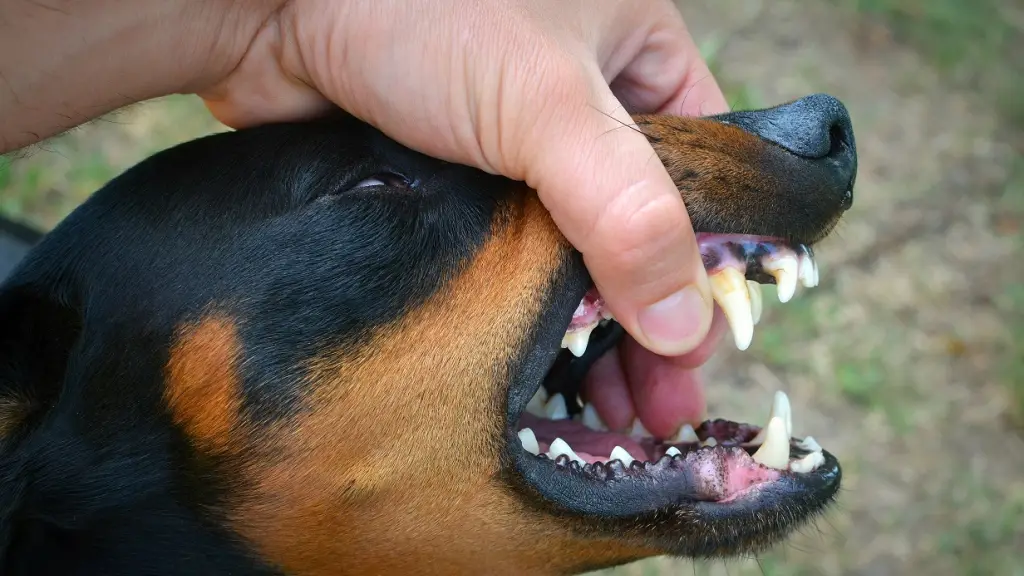 La rabia en Chile está controlada en lo que son animales domésticos, principalmente en perros y gatos. / Contexto, Freepik