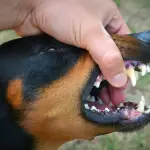 La rabia en Chile está controlada en lo que son animales domésticos, principalmente en perros y gatos. / Contexto, Freepik