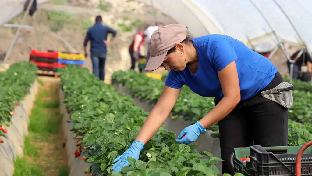 La propuesta busca responder a la alta demanda de mano de obra en el agro y otros sectores productivos, y de asegurar condiciones laborales justas para todos los trabajadores.