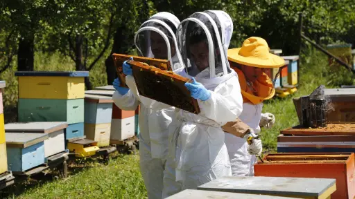 Plazo vence en octubre: SAG llama a declarar apiarios y colmenas para acceder a apoyos estatales y control sanitario