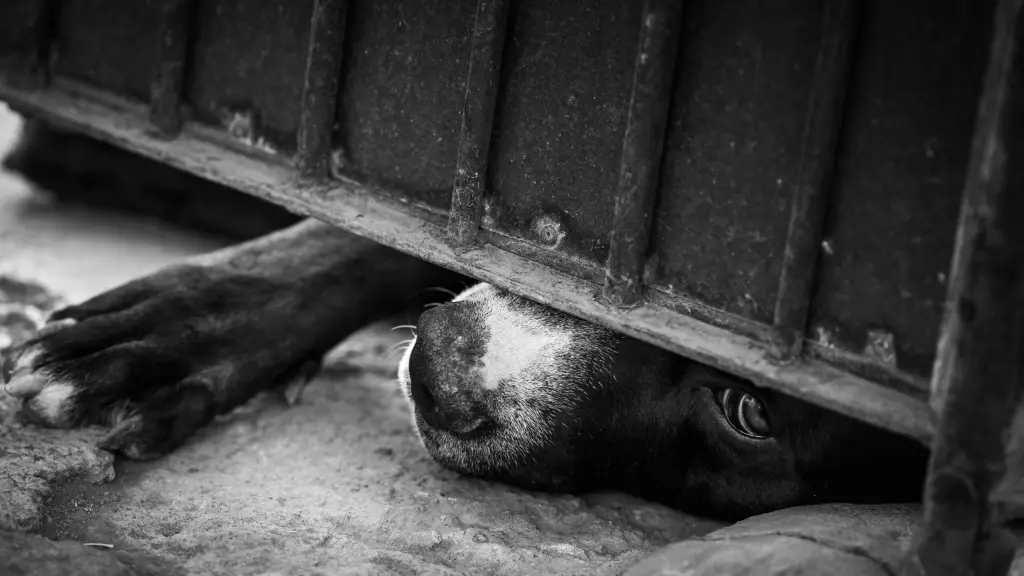 Vecinos y animalistas denunciaron un presunto ritual satánico., contexto