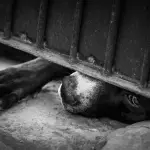 Vecinos y animalistas denunciaron un presunto ritual satánico., contexto