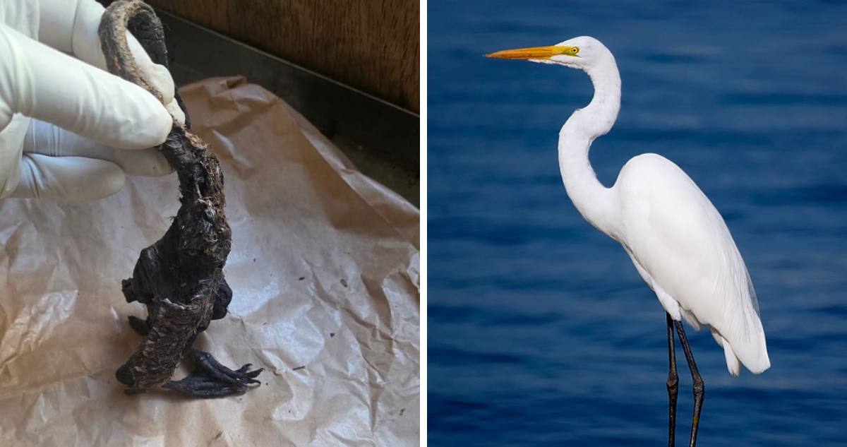 El misterio que generó inquietud entre los vecinos de Reumén, en la comuna de Paillaco. / SAG