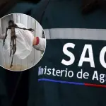 Hallazgo de criatura en Paillaco, SAG