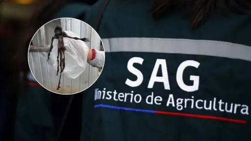 No era el chupacabras: SAG aclara el misterio de la extraña criatura hallada en Paillaco