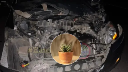 Caída de planta desde camioneta habría provocado accidente en ruta Q-20 en Laja