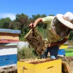 La propuesta permitiría validar competencias técnicas y asegurar que los servicios de polinización cumplan estándares de sanidad, nutrición y manejo, y diferenciar a quienes trabajan con respaldo científico de la apicultura informal.