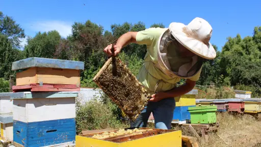 Apicultores piden a la Cámara Baja avanzar hacia un Registro Nacional de Polinizadores Profesionales