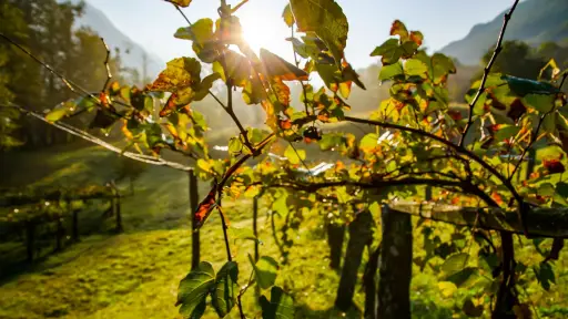 Rutas enoturísticas del Valle del Biobío marcarán el último día del City Science Summit del MIT