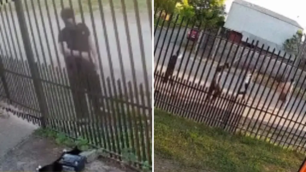 Jóvenes angelinos habrían matado a disparos a un gato comunitario de una villa de Los Ángeles, Diario La Tribuna