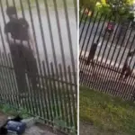 Jóvenes angelinos habrían matado a disparos a un gato comunitario de una villa de Los Ángeles, Diario La Tribuna