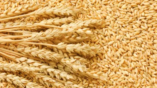 Cosechas de trigo y maíz en Chile avanzan con éxito en 2025 pese a caída de precios internacionales