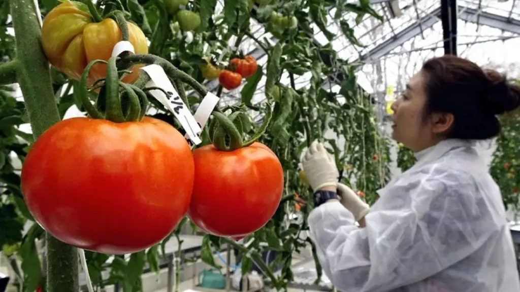 La biotecnología ha logrado aumentar los rendimientos de producción en un 22% y los ingresos agrícolas en un 68%, en promedio.