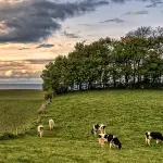 Nueva modalidad para tramites subdivisión predios rústicos, SAG