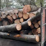 2 detenidos por robo de madera en Tucapel, La Tribuna